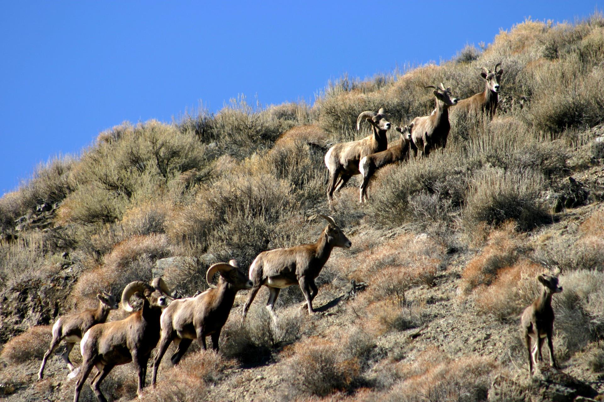 Bighorns