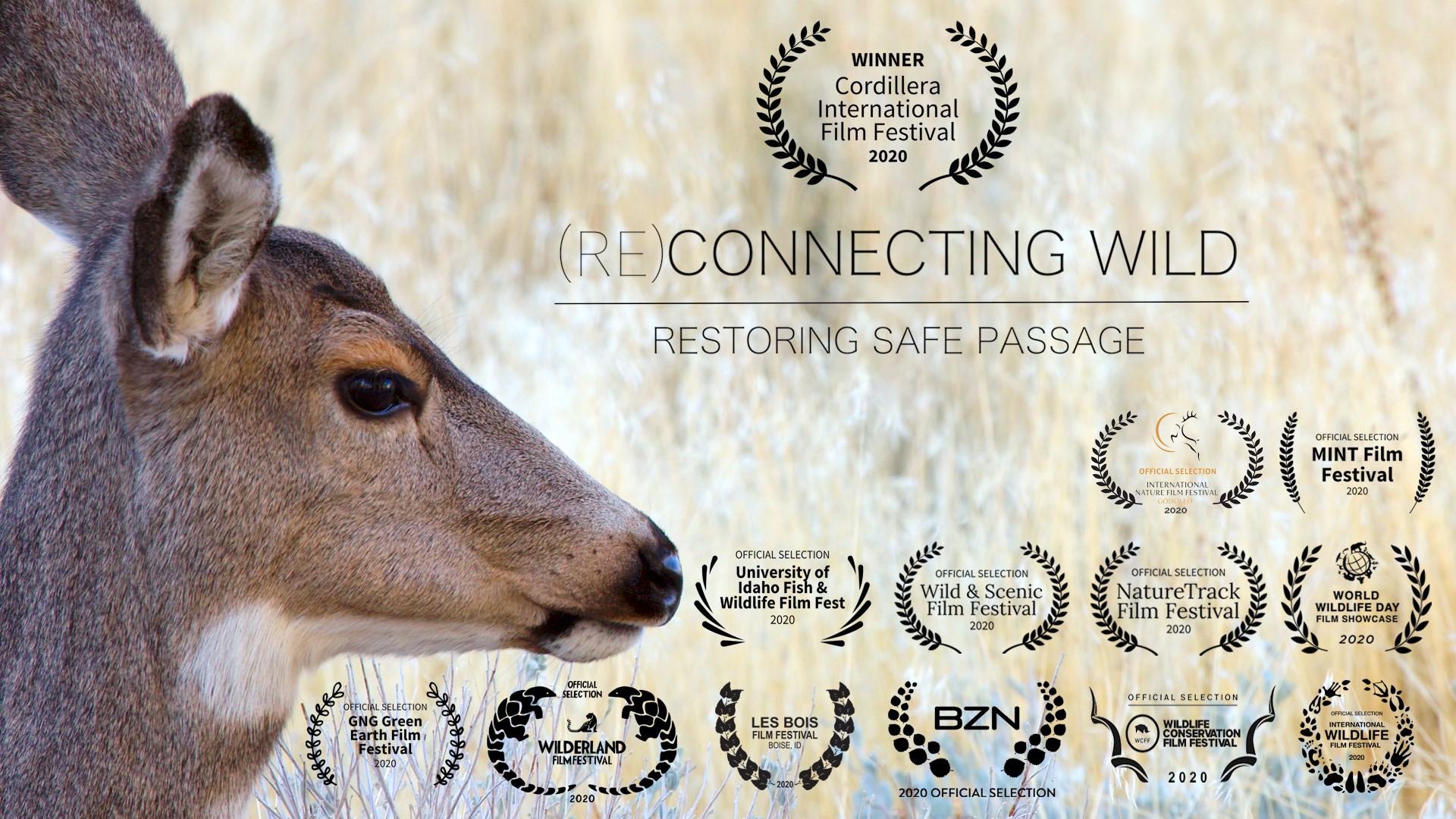 (Re)Connecting Wild film promotional image